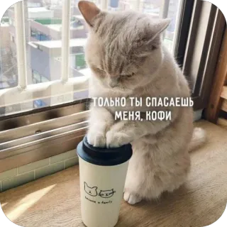 🫥 ТОЛЬКО ТЫ СПАСАЕШЬ МЕНЯ, КОФИ cat, coffee, cute, morning, pet, cozy, animal telegram sticker