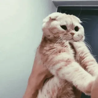 🐾 고양이, 동물, 애완동물, 스코티쉬 폴드, 귀여운, 가축, 집고양이 telegram sticker