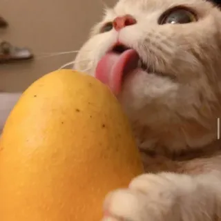 😺 gato, manga, lambendo, fruta, animal de estimação whatsapp sticker