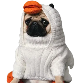 🪶 pies, mops, sweter, kaczka, kostium, zwierzę telegram sticker