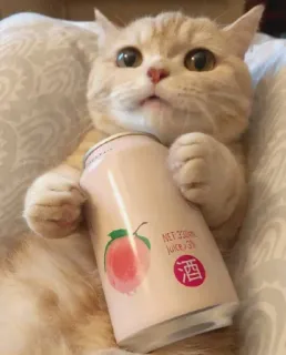 😻 NET:330ML
JUICE/3%
酒 gato, pêssego, bebida, suco, bebida, fofo, animal, animal de estimação telegram sticker