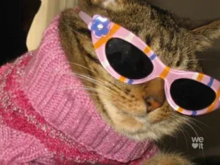 😸 kat, zonnebril, trui, dier, mode, huisdier telegram sticker