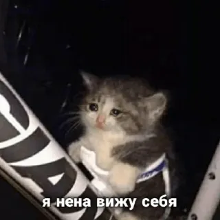 😞 Я нена вижу себя แมว, ลูกแมว, เศร้า, สัตว์, สัตว์เลี้ยง, รัสเซีย, มีม telegram sticker