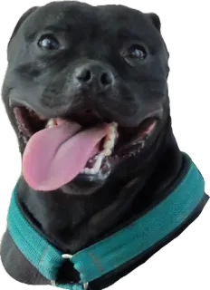 🤓 dog, pitbull, animal, pet, black dog, cute, friendly whatsapp sticker