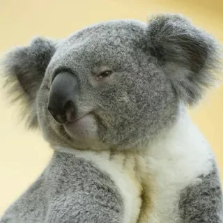 🐨 koala, animal, marsupial, wildlife, australia, cute, nature telegram sticker