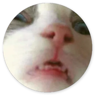 😘 cat, meme, animal, pet, funny whatsapp sticker