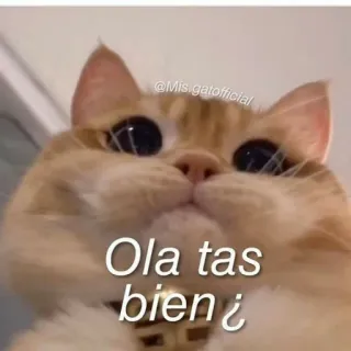 ❓ Ola tas bien ¿ cat, greeting, friendly, animal, meme telegram sticker