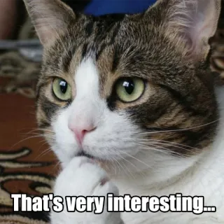 😯 That's very interesting... gato, pensando, meme, interesante, mascota telegram sticker