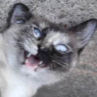 🐱 gato, animal, mascota, felino, siames telegram sticker