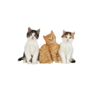 🐈 새끼 고양이, 고양이, 동물, 애완동물, 귀여운, 가정적인, 고양이과, 사랑스러운 telegram sticker