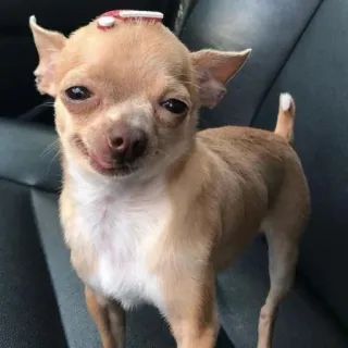 🥴 chihuahua, hond, huisdier, schattig, dier, kleine hond telegram sticker