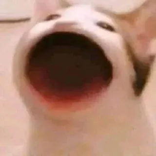 🙀 Katze, Meme, Tier, Mund offen, Gähnen telegram sticker