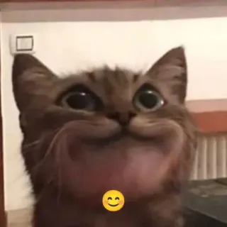 😊 cat, funny, cute, animal, pet telegram sticker