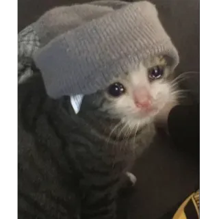 😒 cat, sad, kitten, hat, crying whatsapp sticker