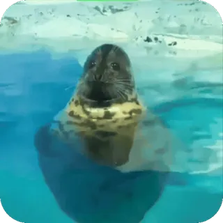😨 foca, animal, mar, água, fofo, nadando whatsapp sticker