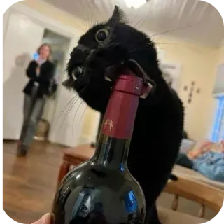 🍽 chat, vin, animal de compagnie, animal, drôle, humour telegram sticker