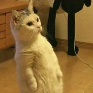 🐈 고양이, 서 있는, 동물, 집고양이, 애완 동물, 흰 고양이 telegram sticker