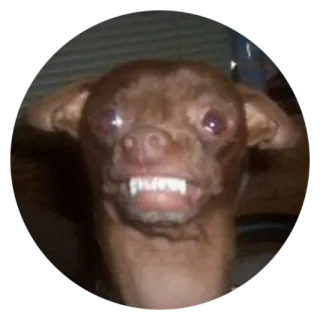 😡 Hund, Chihuahua, Tier, Haustier, lustig, Meme telegram sticker