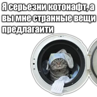🧺 Я серьезни котонафт, а вы мне странные вещи предлагаити cat, washing machine, funny, animal, meme, russian telegram sticker