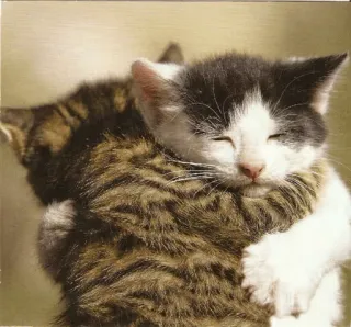 ⚡️ gatito, gato, animal, lindo, mascota, animal doméstico, mamífero, felino telegram sticker