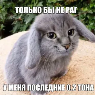🤩 ТОЛЬКО БЫ НЕ РАГ 
 У МЕНЯ ПОСЛЕДНИЕ 0.2 ТОНА cat, rabbit, sad, animal, cute telegram sticker