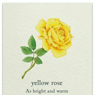 💛 yellow rose
As bright and warm hoa, hoa hồng, màu vàng, hoa hồng vàng, hoa, thiên nhiên, thực vật telegram sticker