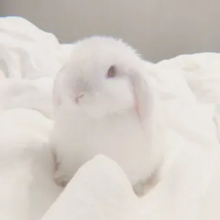 🐰 coelho, branco, fofo, animal, animal de estimação, macio telegram sticker