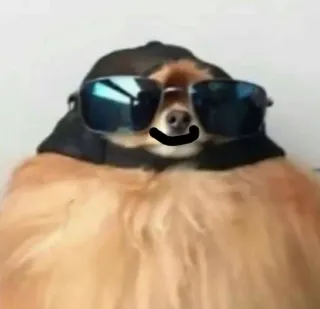 😊 perro, gafas de sol, sombrero, genial, animal, mascota telegram sticker