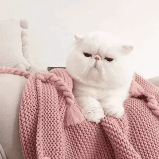 🐱 猫, 可爱, 小猫, 白猫, 毛茸茸, 宠物, 动物 telegram sticker