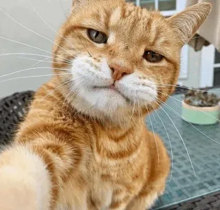 🤳 gato, animal, mascota, gato naranja, selfi, divertido, lindo whatsapp sticker