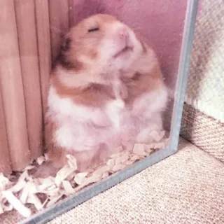 🤏 hamster, cute, pet, sleeping, animal telegram sticker