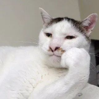🤔 gato, pensando, divertido, mascota, animal, meme telegram sticker