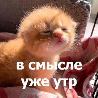 🥱 В смысле уже утро แมว, ลูกแมว, ง่วง, เช้า, น่ารัก, รัสเซีย telegram sticker