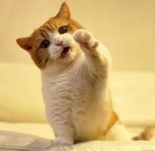 😭 кот, животное, домашнее животное, милый, кошачий, домашняя кошка telegram sticker