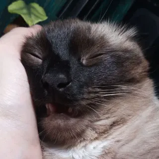😴 Katze, Haustier, Tier, Siamesisch, niedlich, schläfrig, Hand, häuslich telegram sticker