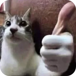 🐱 gatto, pollice in su, animale, meme telegram sticker