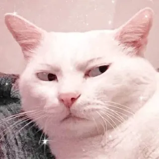 🐱 Katze, weiße Katze, Tier, Haustier, süß, Haustier telegram sticker