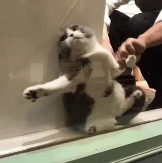 🧈 chat, fenêtre, animal, animal de compagnie, drôle, mignon telegram sticker