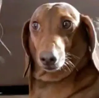 😐 perro, animal, lindo, mascota, perro salchicha telegram sticker