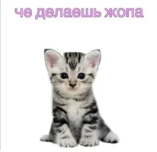 🤔 че делаешь жопа gato, gatito, ruso, lindo, gracioso whatsapp sticker