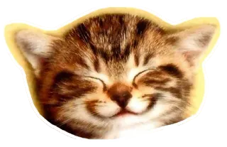 😊 ลูกแมว, แมว, น่ารัก, สัตว์, สัตว์เลี้ยง, ลายเสือ, แมว telegram sticker