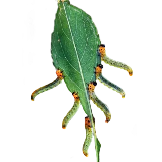 🌿 гусеница, лист, насекомое, природа, личинка telegram sticker