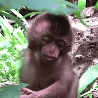 💤 macaco, animal, fofo, macaco, vida selvagem, primata whatsapp sticker