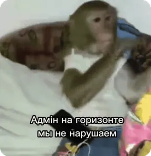 🌟 Адмін на горизонті, ми не нарушаєм whatsapp sticker