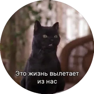🙄 Это жизнь вылетает из нас 猫, 黒猫, ペット, 動物, ミーム telegram sticker