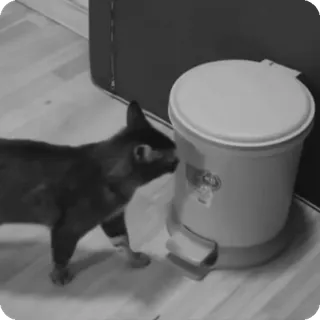 🐾 cat, trash can, pet, animal, domestic animal, black cat telegram sticker