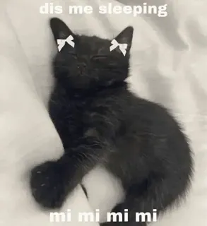 💤 dis me sleeping
mi mi mi mi mi gatto, dormire, gattino, carino, fiocco telegram sticker