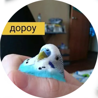 🙂 дорогу vogel, parkiet, blauw, dier, schattig, huisdier telegram sticker