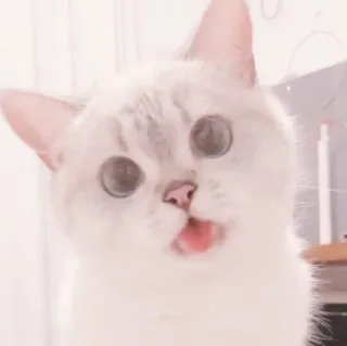 🐈 kot, słodki, zwierzę, zwierzak, śmieszne, mem telegram sticker
