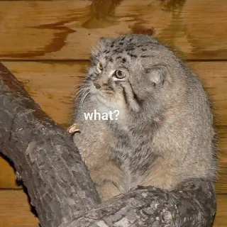 ❓ what? Katze, Tier, Was, Frage, Meme, Lustig whatsapp sticker